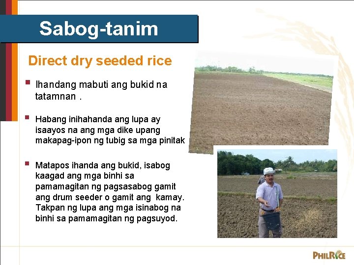 Sabog-tanim Direct dry seeded rice § Ihandang mabuti ang bukid na tatamnan. § Habang