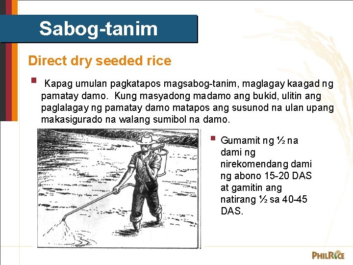 Sabog-tanim Direct dry seeded rice § Kapag umulan pagkatapos magsabog-tanim, maglagay kaagad ng pamatay