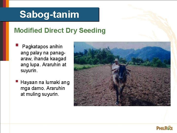 Sabog-tanim Modified Direct Dry Seeding § Pagkatapos anihin ang palay na panagaraw, ihanda kaagad