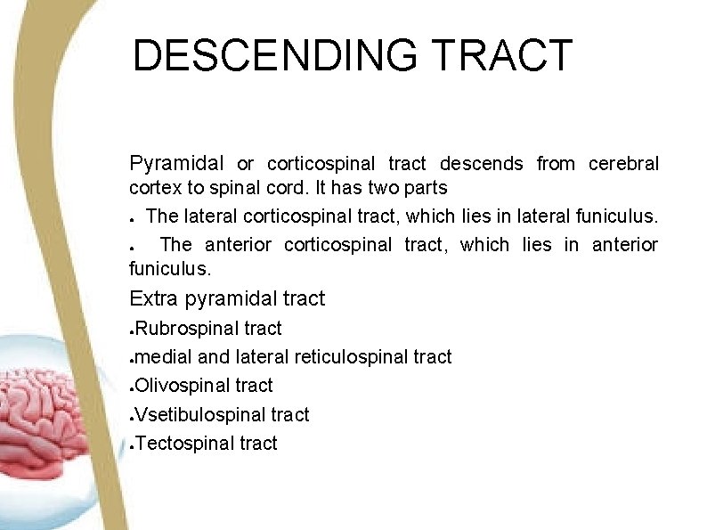 DESCENDING TRACT Pyramidal or corticospinal tract descends from cerebral cortex to spinal cord. It