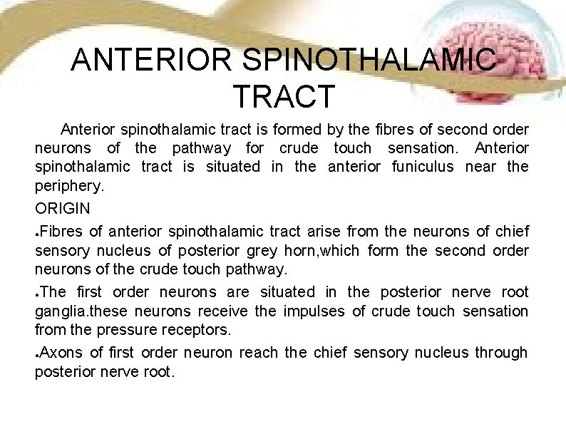 ANTERIOR SPINOTHALAMIC TRACT Anterior spinothalamic tract is formed by the fibres of second order