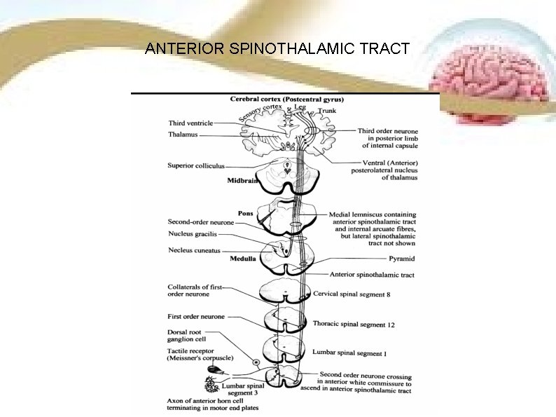 ANTERIOR SPINOTHALAMIC TRACT ANTERIOR SPINOTHALAMIC TRACT