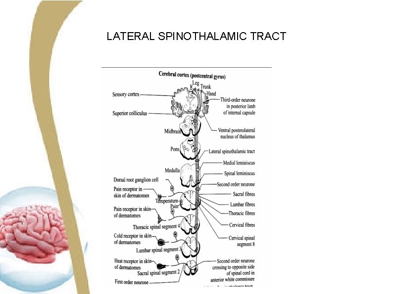 LATERAL SPINOTHALAMIC TRACT LATERAL SPINOTHALAMIC TRACT