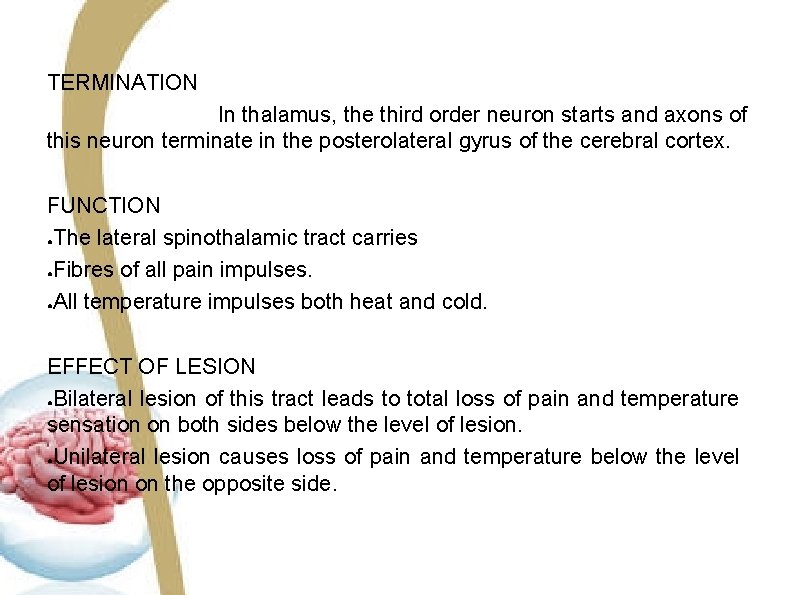 TERMINATION In thalamus, the third order neuron starts and axons of this neuron terminate TERMINATION In thalamus, the third order neuron starts and axons of this neuron terminate