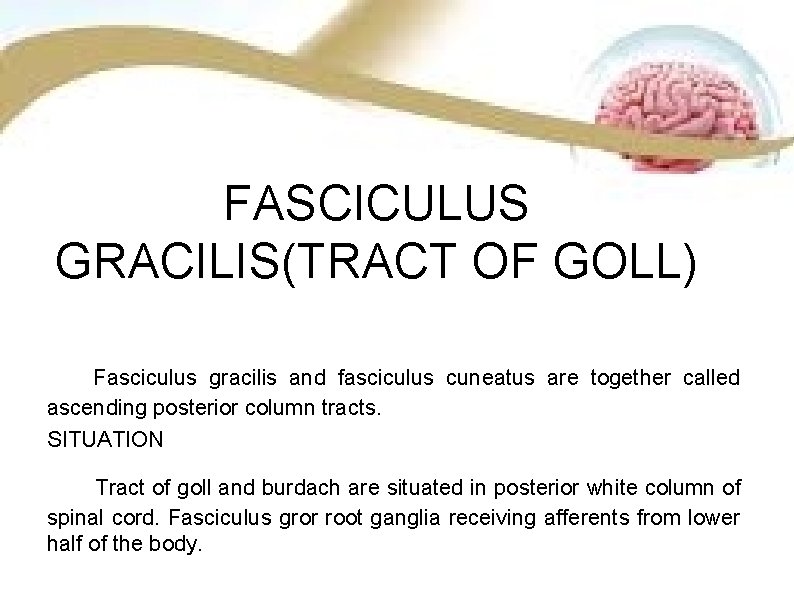 FASCICULUS GRACILIS(TRACT OF GOLL) Fasciculus gracilis and fasciculus cuneatus are together called ascending posterior