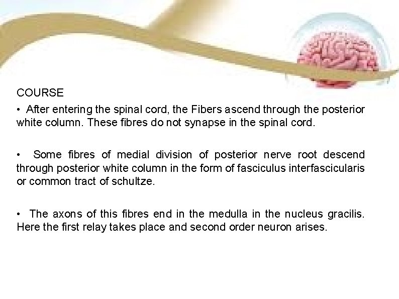 COURSE • After entering the spinal cord, the Fibers ascend through the posterior white