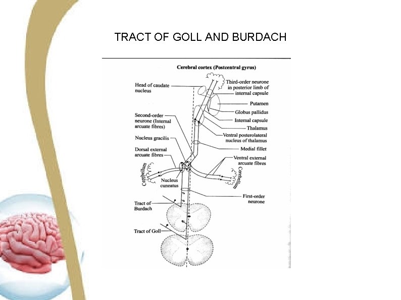 TRACT OF GOLL AND BURDACH TRACT OF GOLL AND BURDACH