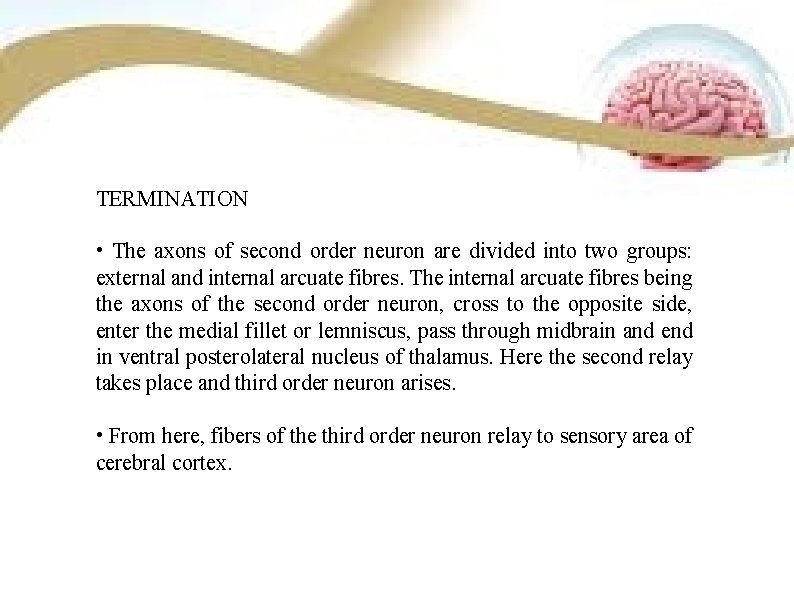 TERMINATION • The axons of second order neuron are divided into two groups: external