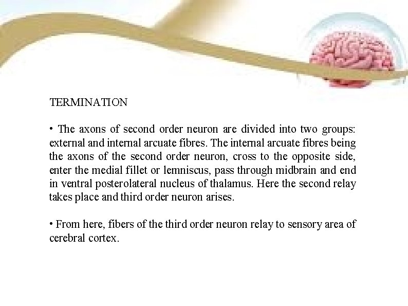 TERMINATION • The axons of second order neuron are divided into two groups: external TERMINATION • The axons of second order neuron are divided into two groups: external