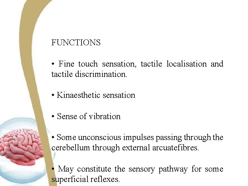 FUNCTIONS • Fine touch sensation, tactile localisation and tactile discrimination. • Kinaesthetic sensation •