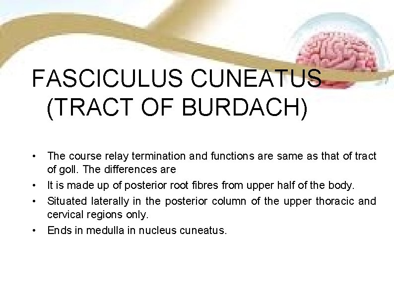 FASCICULUS CUNEATUS (TRACT OF BURDACH) • The course relay termination and functions are same