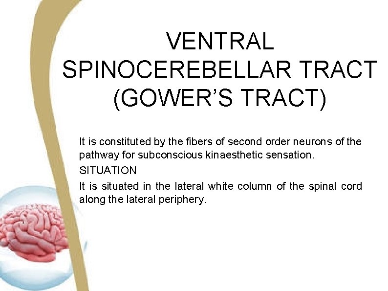 VENTRAL SPINOCEREBELLAR TRACT (GOWER’S TRACT) It is constituted by the fibers of second order