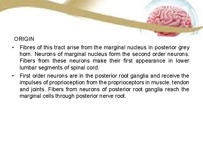 ORIGIN • Fibres of this tract arise from the marginal nucleus in posterior grey ORIGIN • Fibres of this tract arise from the marginal nucleus in posterior grey