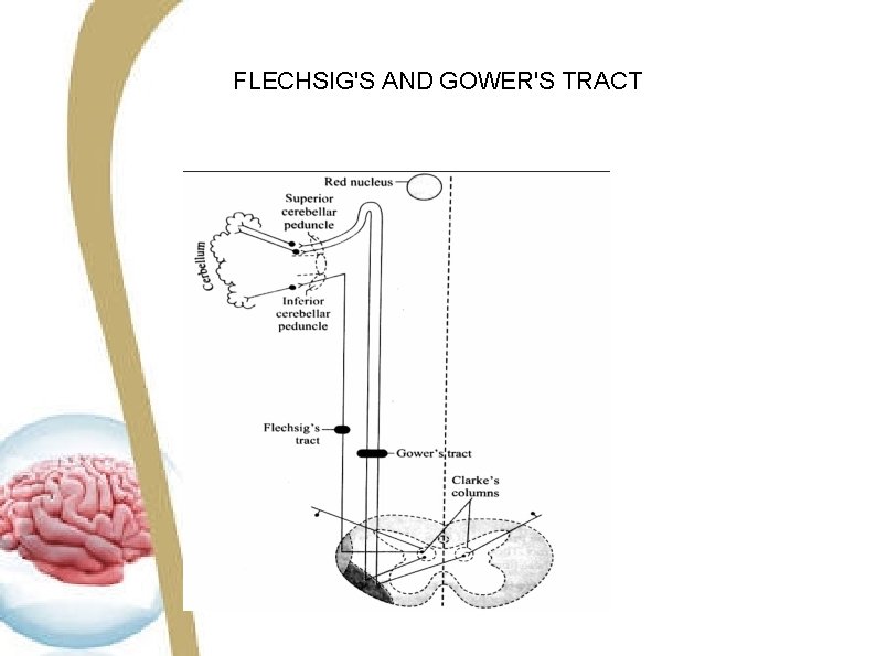 FLECHSIG'S AND GOWER'S TRACT 