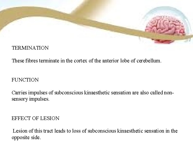 TERMINATION These fibres terminate in the cortex of the anterior lobe of cerebellum. FUNCTION