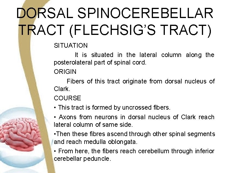 DORSAL SPINOCEREBELLAR TRACT (FLECHSIG’S TRACT) SITUATION It is situated in the lateral column along