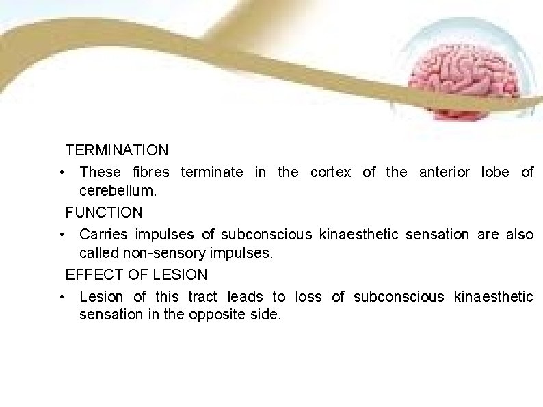 TERMINATION • These fibres terminate in the cortex of the anterior lobe of cerebellum.