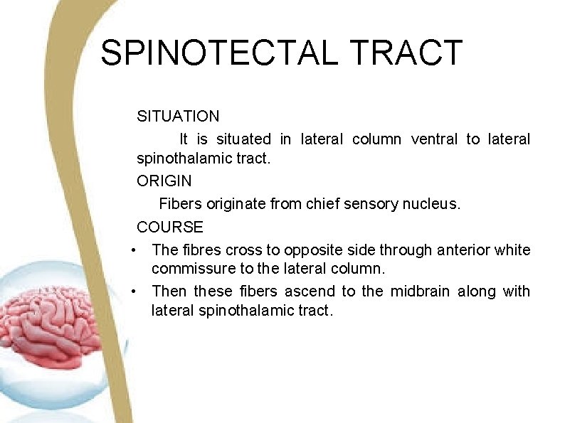SPINOTECTAL TRACT SITUATION It is situated in lateral column ventral to lateral spinothalamic tract.