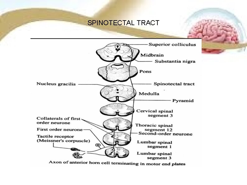 SPINOTECTAL TRACT SPINOTECTAL TRACT