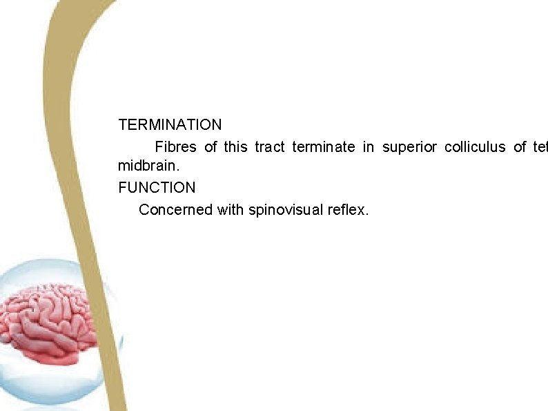 TERMINATION Fibres of this tract terminate in superior colliculus of tet midbrain. FUNCTION Concerned TERMINATION Fibres of this tract terminate in superior colliculus of tet midbrain. FUNCTION Concerned