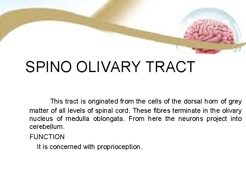 SPINO OLIVARY TRACT This tract is originated from the cells of the dorsal horn SPINO OLIVARY TRACT This tract is originated from the cells of the dorsal horn