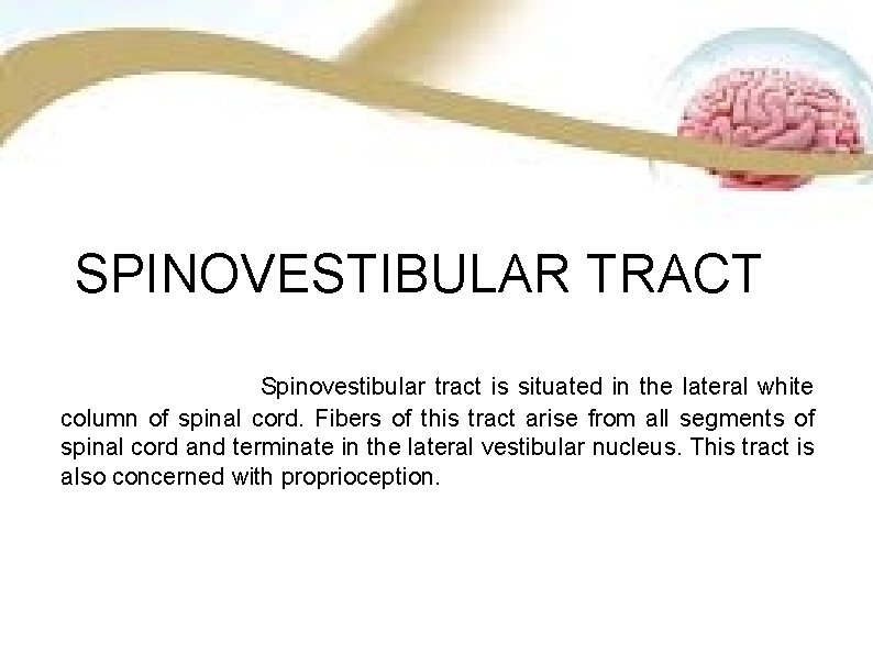 SPINOVESTIBULAR TRACT Spinovestibular tract is situated in the lateral white column of spinal cord.