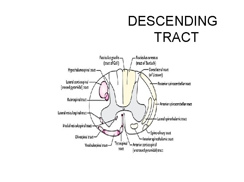 DESCENDING TRACT DESCENDING TRACT