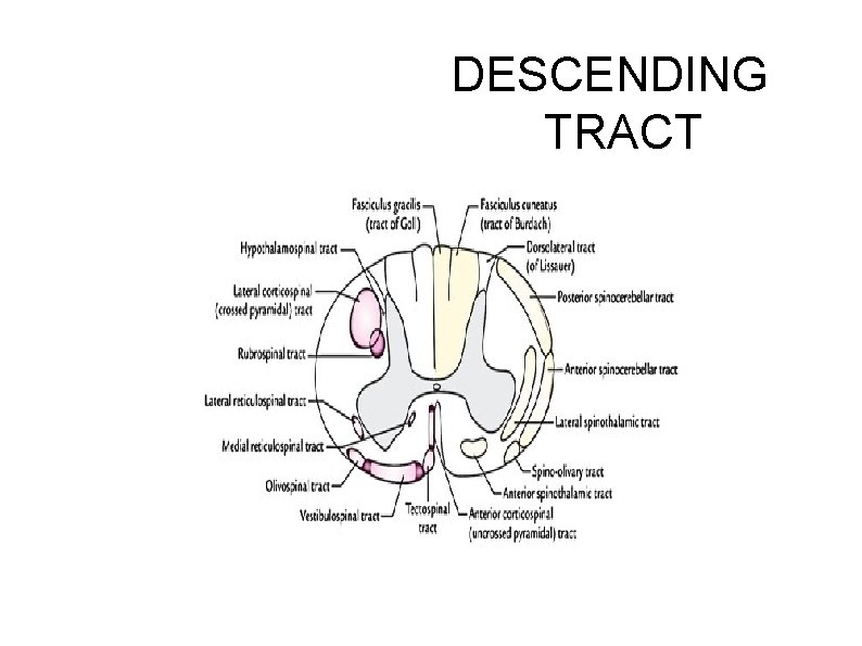 DESCENDING TRACT 