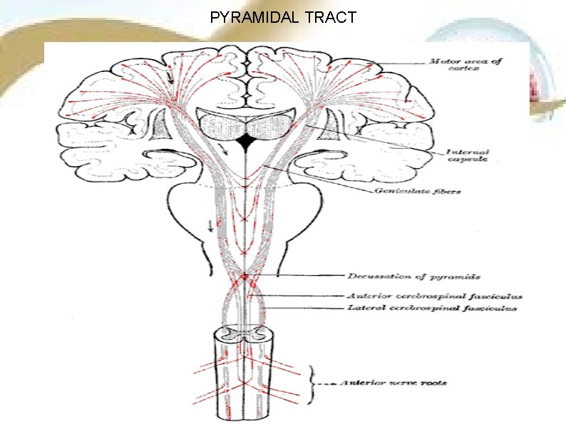 PYRAMIDAL TRACT PYRAMIDAL TRACT
