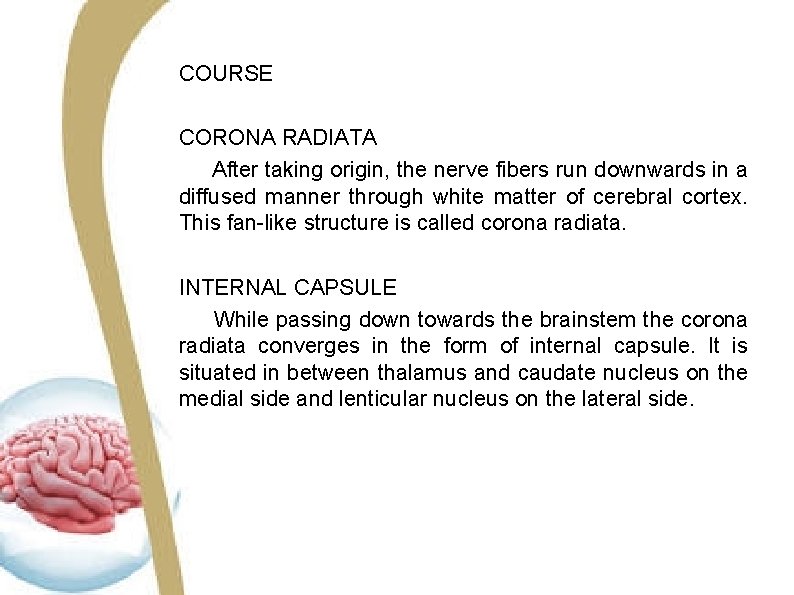 COURSE CORONA RADIATA After taking origin, the nerve fibers run downwards in a diffused COURSE CORONA RADIATA After taking origin, the nerve fibers run downwards in a diffused