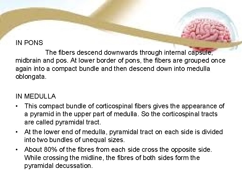 IN PONS The fibers descend downwards through internal capsule, midbrain and pos. At lower