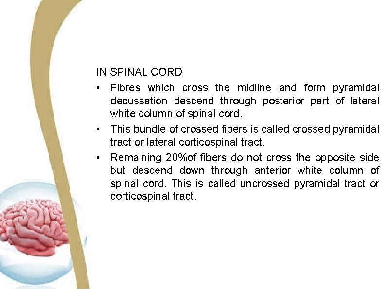 IN SPINAL CORD • Fibres which cross the midline and form pyramidal decussation descend