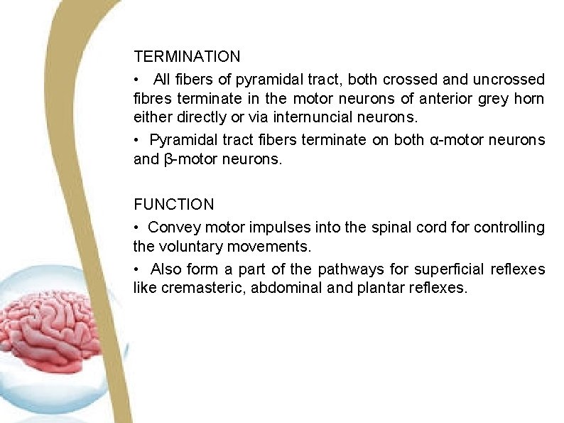 TERMINATION • All fibers of pyramidal tract, both crossed and uncrossed fibres terminate in