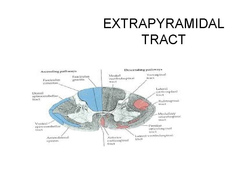 EXTRAPYRAMIDAL TRACT EXTRAPYRAMIDAL TRACT
