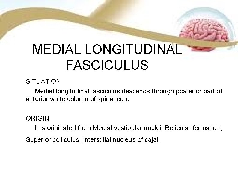 MEDIAL LONGITUDINAL FASCICULUS SITUATION Medial longitudinal fasciculus descends through posterior part of anterior white