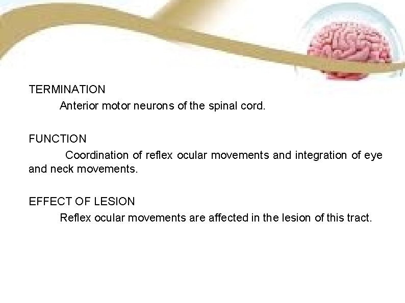 TERMINATION Anterior motor neurons of the spinal cord. FUNCTION Coordination of reflex ocular movements TERMINATION Anterior motor neurons of the spinal cord. FUNCTION Coordination of reflex ocular movements