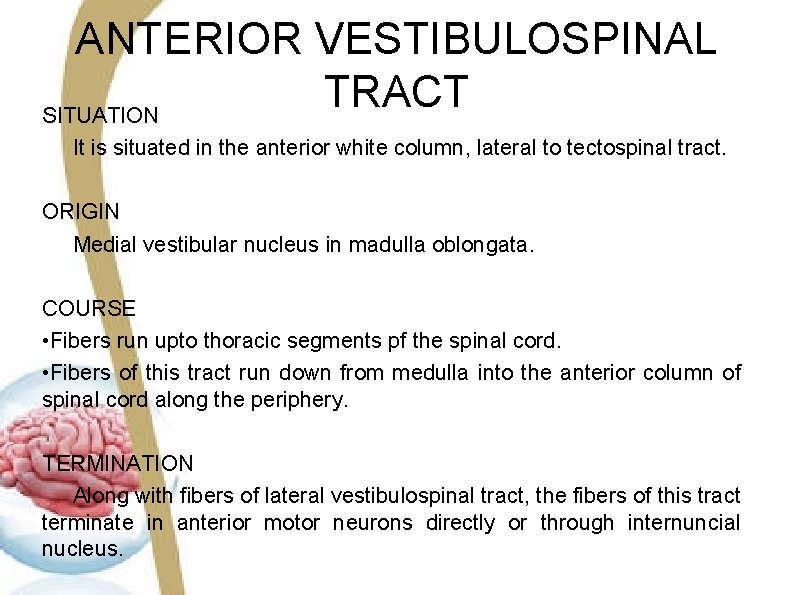 ANTERIOR VESTIBULOSPINAL TRACT SITUATION It is situated in the anterior white column, lateral to