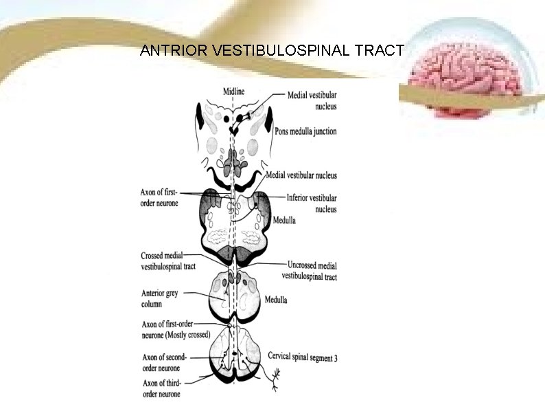 ANTRIOR VESTIBULOSPINAL TRACT ANTRIOR VESTIBULOSPINAL TRACT