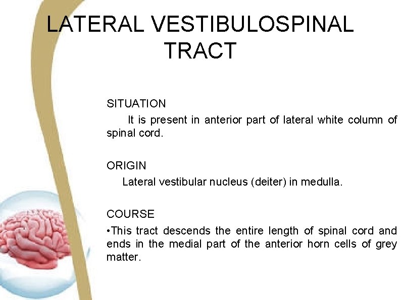 LATERAL VESTIBULOSPINAL TRACT SITUATION It is present in anterior part of lateral white column LATERAL VESTIBULOSPINAL TRACT SITUATION It is present in anterior part of lateral white column