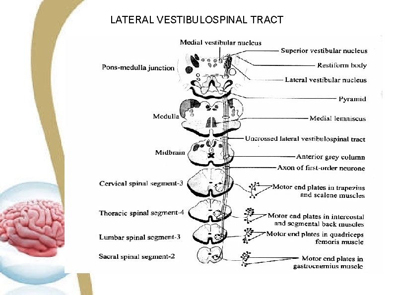 LATERAL VESTIBULOSPINAL TRACT LATERAL VESTIBULOSPINAL TRACT
