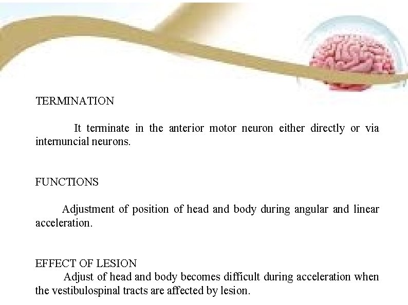 TERMINATION It terminate in the anterior motor neuron either directly or via internuncial neurons. TERMINATION It terminate in the anterior motor neuron either directly or via internuncial neurons.