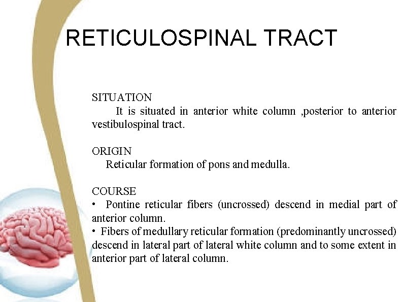 RETICULOSPINAL TRACT SITUATION It is situated in anterior white column , posterior to anterior