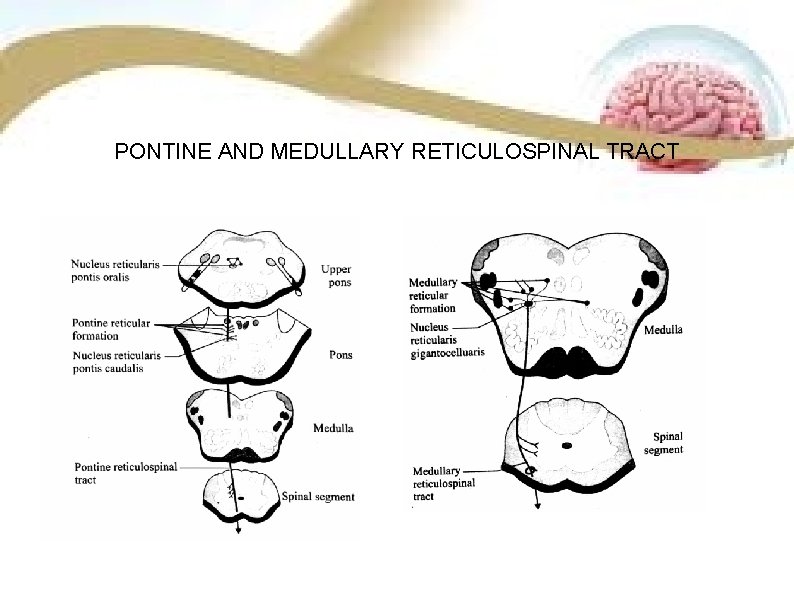 PONTINE AND MEDULLARY RETICULOSPINAL TRACT 