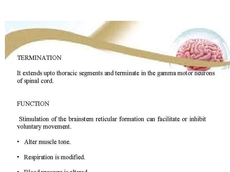 TERMINATION It extends upto thoracic segments and terminate in the gamma motor neurons of