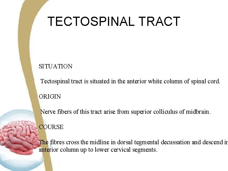 TECTOSPINAL TRACT SITUATION Tectospinal tract is situated in the anterior white column of spinal