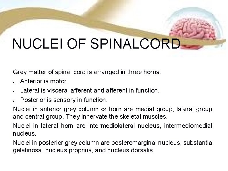 NUCLEI OF SPINALCORD Grey matter of spinal cord is arranged in three horns. ●