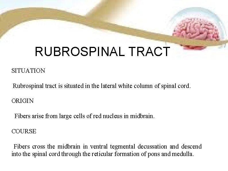 RUBROSPINAL TRACT SITUATION Rubrospinal tract is situated in the lateral white column of spinal RUBROSPINAL TRACT SITUATION Rubrospinal tract is situated in the lateral white column of spinal