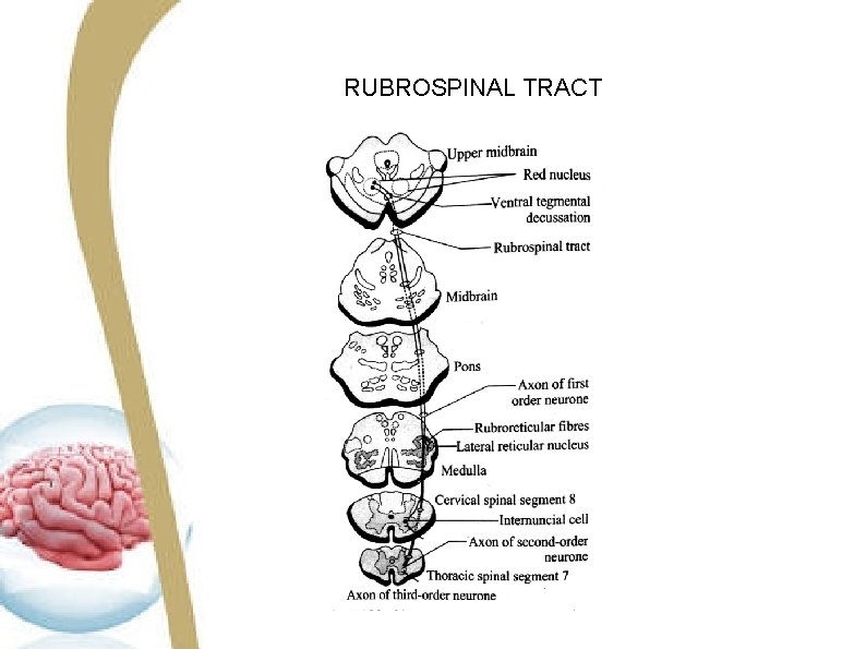 RUBROSPINAL TRACT RUBROSPINAL TRACT