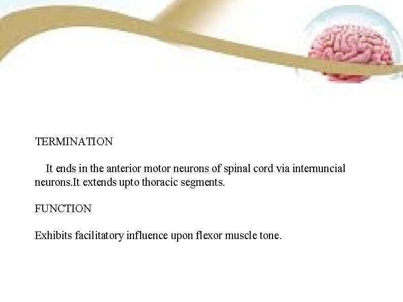 TERMINATION It ends in the anterior motor neurons of spinal cord via internuncial neurons.