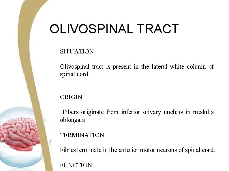 OLIVOSPINAL TRACT SITUATION Olivospinal tract is present in the lateral white column of spinal OLIVOSPINAL TRACT SITUATION Olivospinal tract is present in the lateral white column of spinal